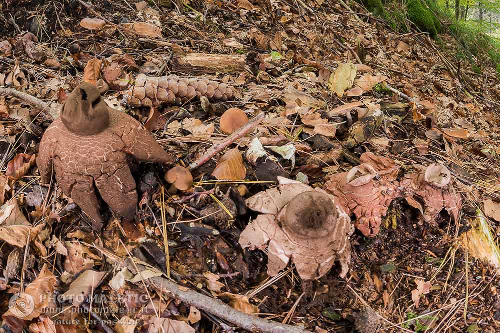 Geastrum triplex?